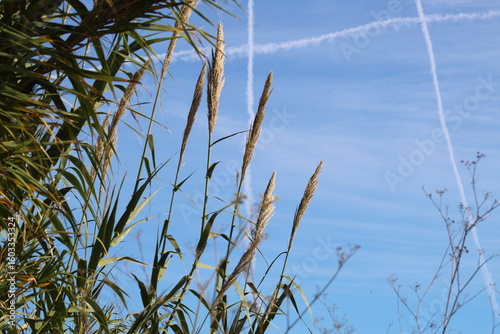 Photograph of a single pampas grass plant in a natural outdoor environment. The scene reflects a serene and minimalist aesthetic, perfect for organic, seasonal, or nature-themed visual content.
