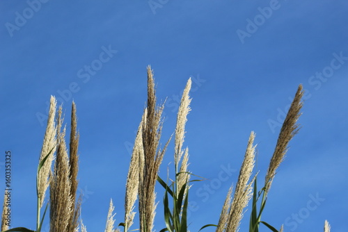 Photograph of a single pampas grass plant in a natural outdoor environment. The scene reflects a serene and minimalist aesthetic, perfect for organic, seasonal, or nature-themed visual content.