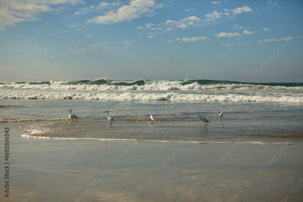 aves aves