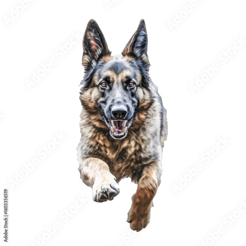 german shepherd dog