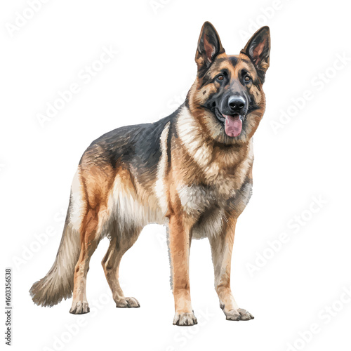 german shepherd dog