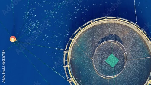 Fish farming infrastructure surrounded by wild species. Feed leakage alters natural feeding patterns and fish aggregation