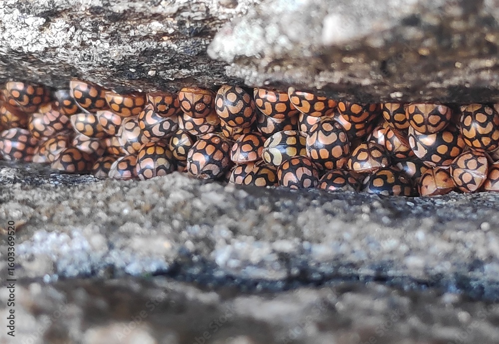 Fototapeta premium Solanophila insects in a tree trunk