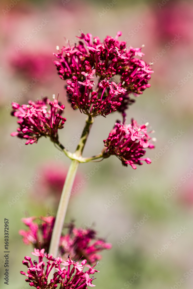 Obraz premium Rote Spornblume (Centranthus ruber)