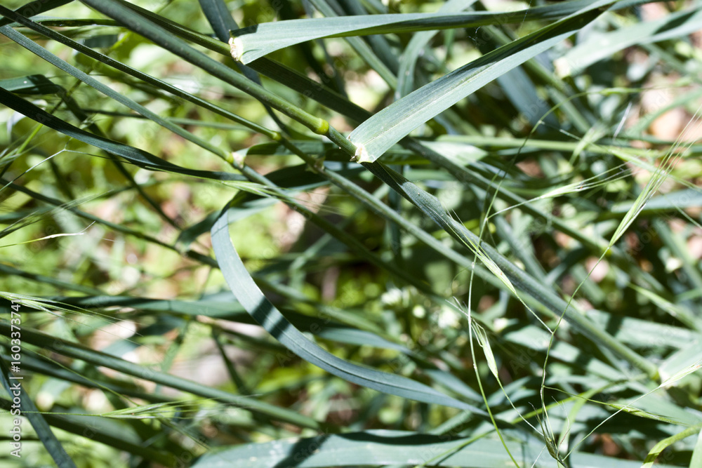 Obraz premium Gewöhnliches Knäuelgras (Dactylis glomerata) - Halm und Blatt