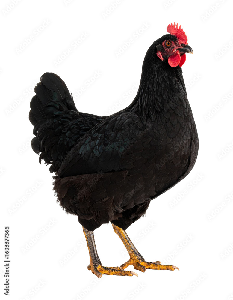 Fototapeta premium Black hen standing on transparent background