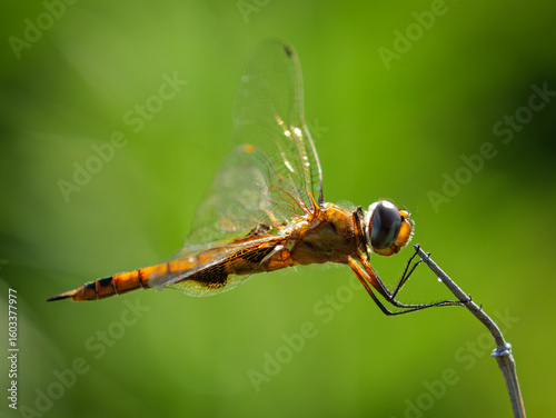 Dragonfly on a stick