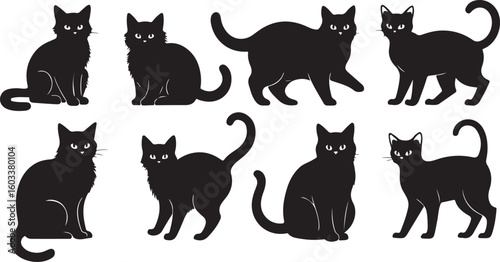 Black cats in various poses felines domestic animals