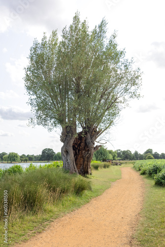 Fotografie Salix alba  con el tronco hueco