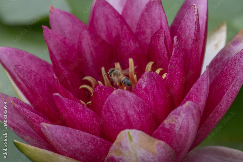 Fototapeta premium 水連 