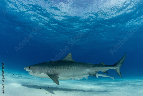 Tiger Shark at Tiger Beach, Bahamas 