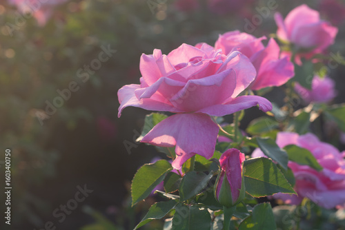 Fresh roses. Pink flowers in the sunlight on blurred background