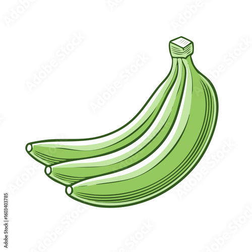Illustration of green ripening bananas, nutritious healthy tropical fruit, vegetarian diet