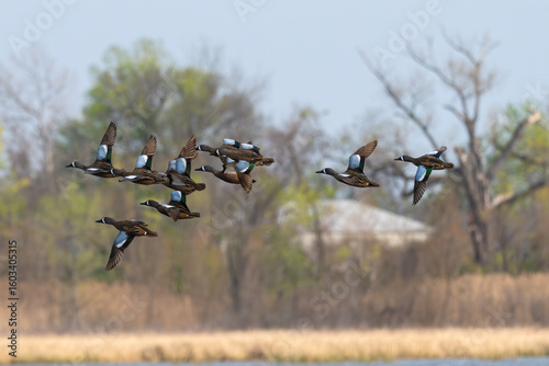 Flock of blue-winged teals in flight.