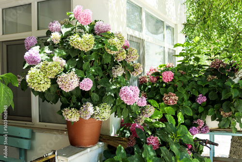 Colorful hydrangeas in pots on sunny porch