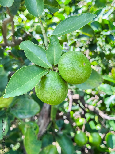 Wallpaper Mural The lemon tree produces a pointed oval yellow fruit. Botanically this is a hesperidium, a modified berry with a tough, leathery rind. The rind is divided into an outer colored layer or zest, which is  Torontodigital.ca
