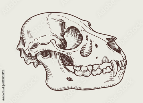 An intricately detailed illustration of a skull showcasing the anatomical structures artistically represented in a brown line drawing style against a clean background.