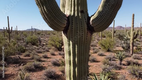 Saguaro Cactus Desert Landscape Under Clear Blue Sky