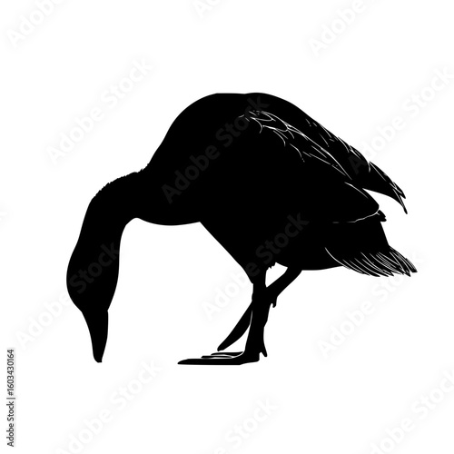 Silhouette of a goose foraging in an urban park