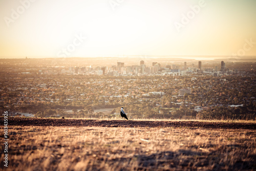 birds on the hill at sunset, Adelaide, South Australia