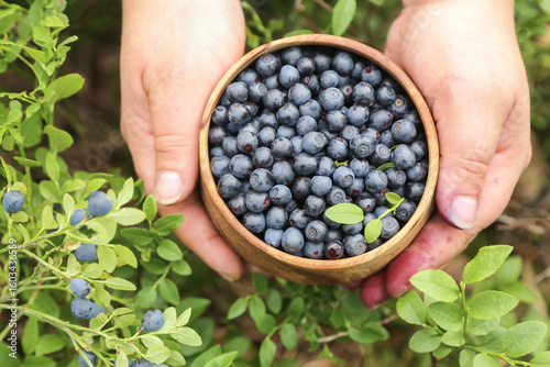 Wild blueberry harvest collecting in hands in forest in nature. Harvesting, picking fresh blueberries berries in wooden bowl close up top view