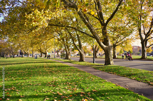 green city park with bike path and road lined with yellow sycamore trees