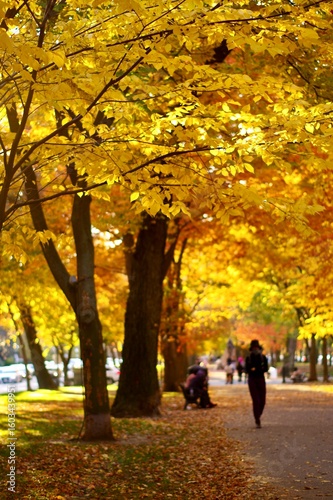 pedestrians in a city park path and benches with illuminated golden fall foliage trees