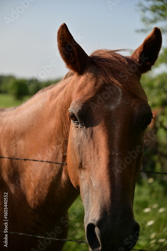 Brown Horse