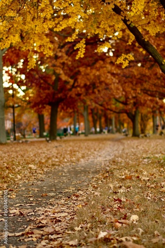 path in city park covered in yellow to orange autumn foliage trees and fallen leaves