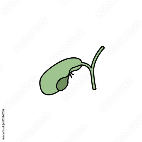 Vector illustration of gallbladder icon medical style on white background, anatomy symbol