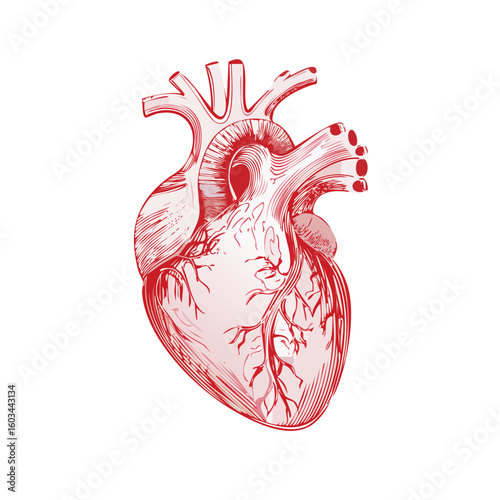 Anatomical drawing of a human heart in red ink, showcasing its intricate structure and blood vessels.