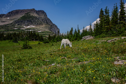 Valokuva Mountain goat grazing in an alpine meadow in Glacier National Park, Montana