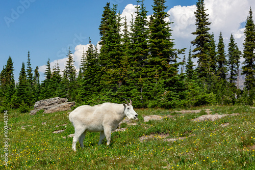 Canvas-taulu Mountain goat standing in an alpine meadow in Glacier National Park