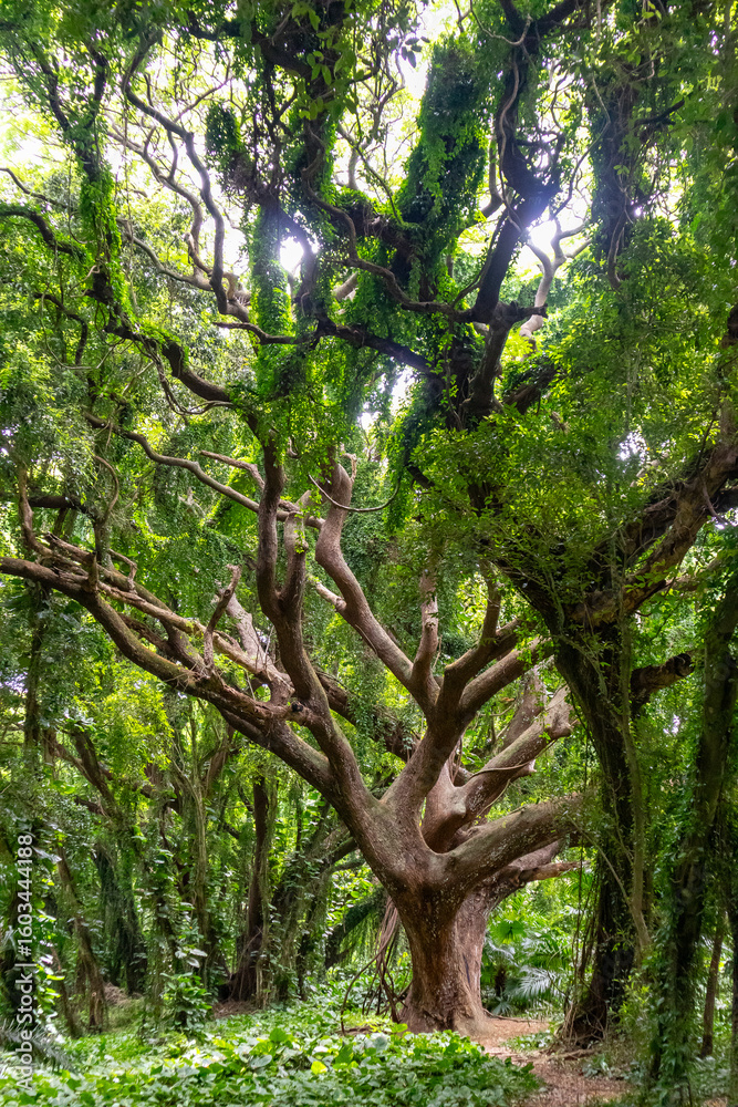 Fototapeta premium Majestic ancient tree with gnarled branches in a lush forest