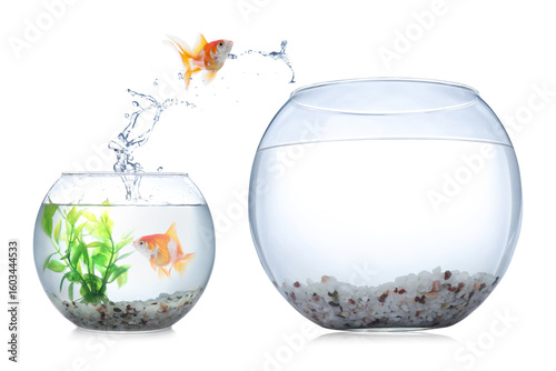 Fényképezés Goldfish jumping out of small glass bowl into bigger one against white backgroun