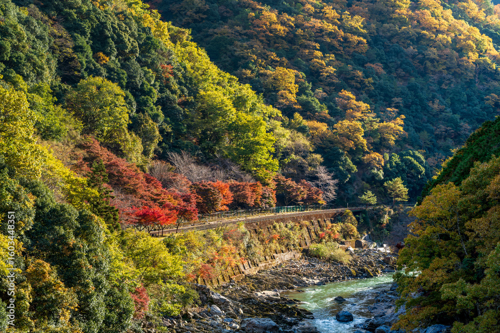 Naklejka premium A dramatic autumn view of Arashiyama Hozukyo Gorge, with mountainsides of golden maple foliage by the Hozugawa River, Kyoto, Japan.