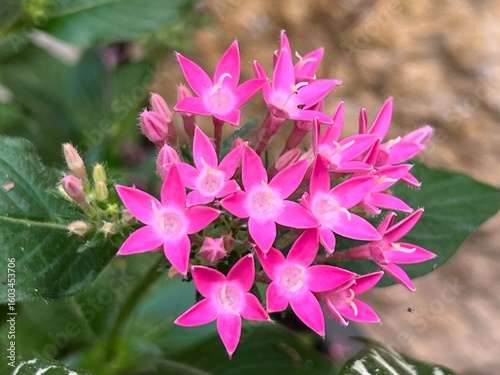 close up of pink flowers