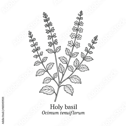 Detailed Botanical Illustration of Holy Basil Plant with Flowers and Leaves Drawing
