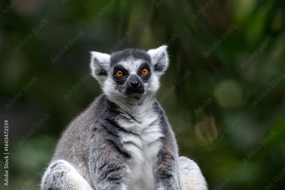 Obraz premium a Madagascar lemur is on a tree trunk