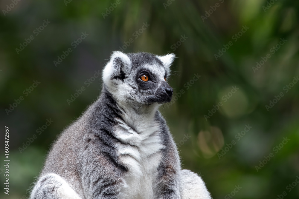 Obraz premium a Madagascar lemur is on a tree trunk