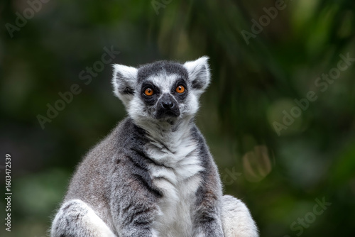 a Madagascar lemur is on a tree trunk