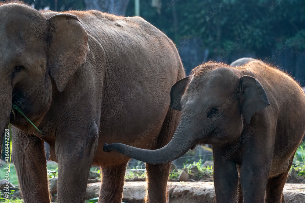 Fototapeta premium Sumatran elephants are in captivity