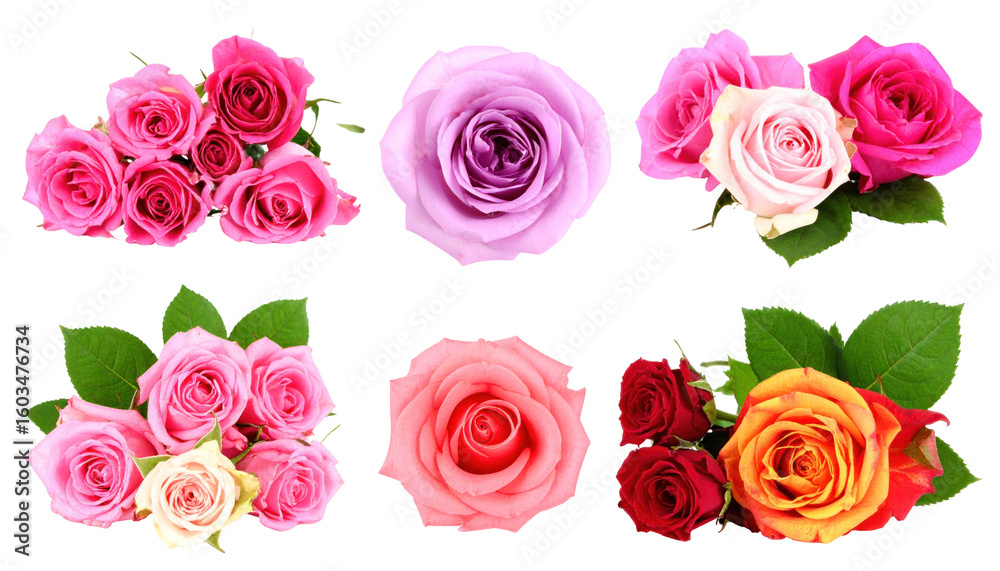 Fototapeta premium Vibrant Rose Bouquets in Various Colors with Transparent Background Showing Detailed Petal Structures and Green Foliage for Floral Arrangements