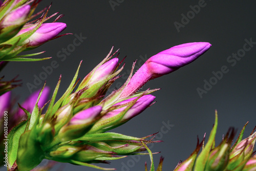 Emerging flower buds macro