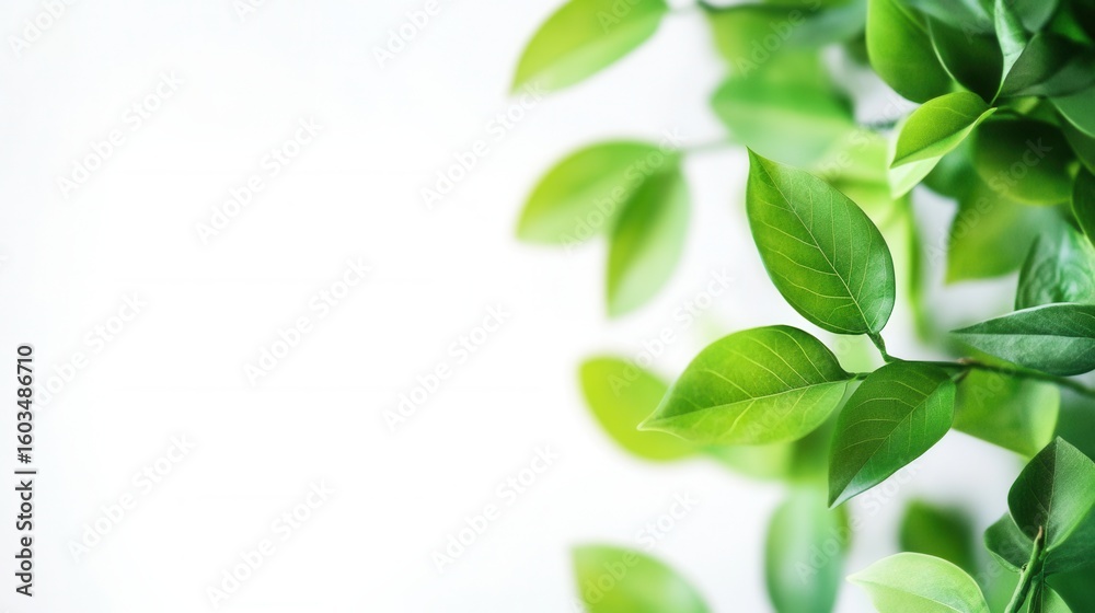 Obraz premium green eco-friendly background with empty space for text, flat modern