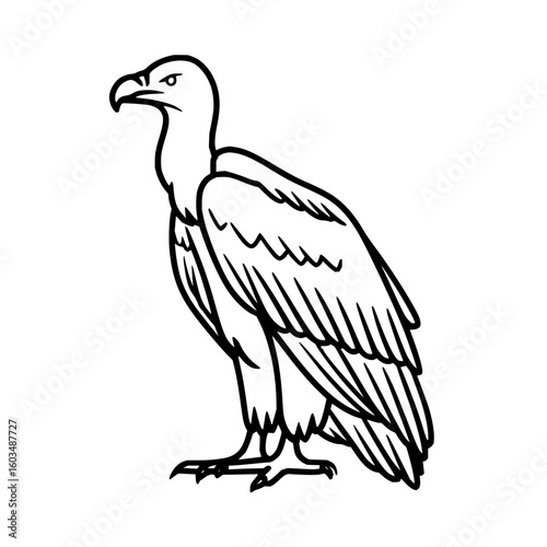 Vulture drawing outline vector illustration scavenger bird of prey griffon black and white wildlife animal art