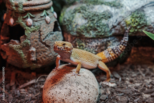 Close-Up of Leopard Gecko in Naturalistic Habitat with Decorative Elements