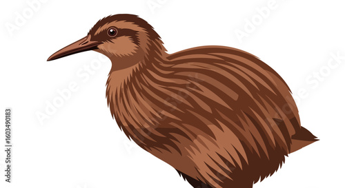 Detailed brown kiwi bird illustration, capturing the essence of wildlife with feathered textures and a realistic portrayal of this iconic flightless