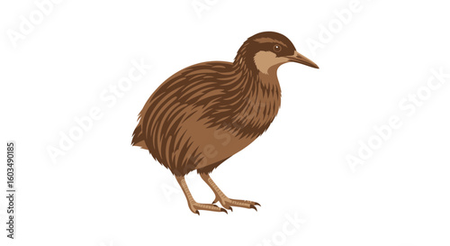 Detailed vector illustration depicting an upland sandpiper standing on a plain white background