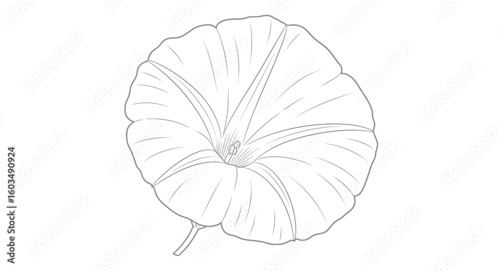 Fototapeta premium Elegant Line Drawing of a Morning Glory Flower with Delicate Petal Detailing Showing its natural Beauty and Gracefulness in Simple Artistic Expression